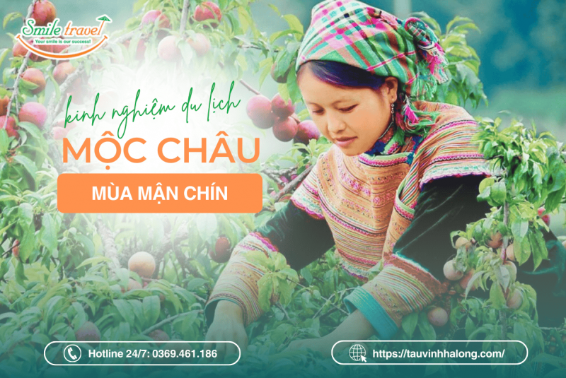 kinh nghiệm du lịch mộc châu mùa mận chín