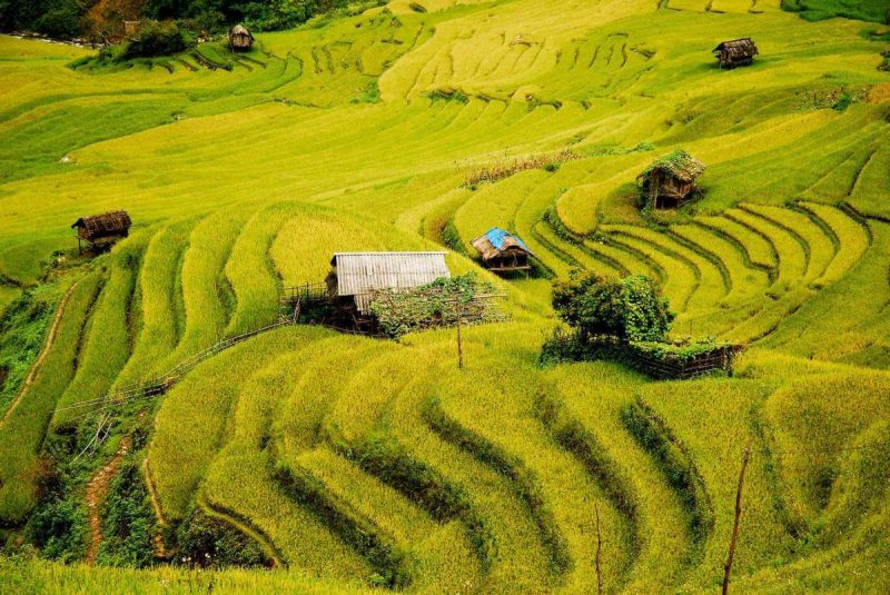 Ruộng Bậc Thang Che Cu Nha