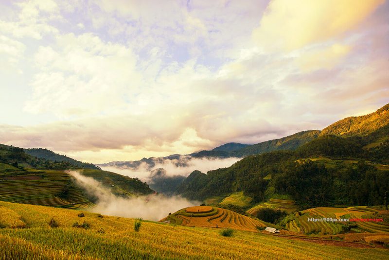 Bình Minh Mùa Lúa Chín Vàng