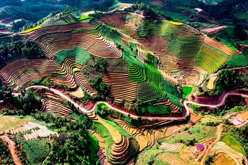 DẾ XÙ PHÌNH - Mù Cang Chải