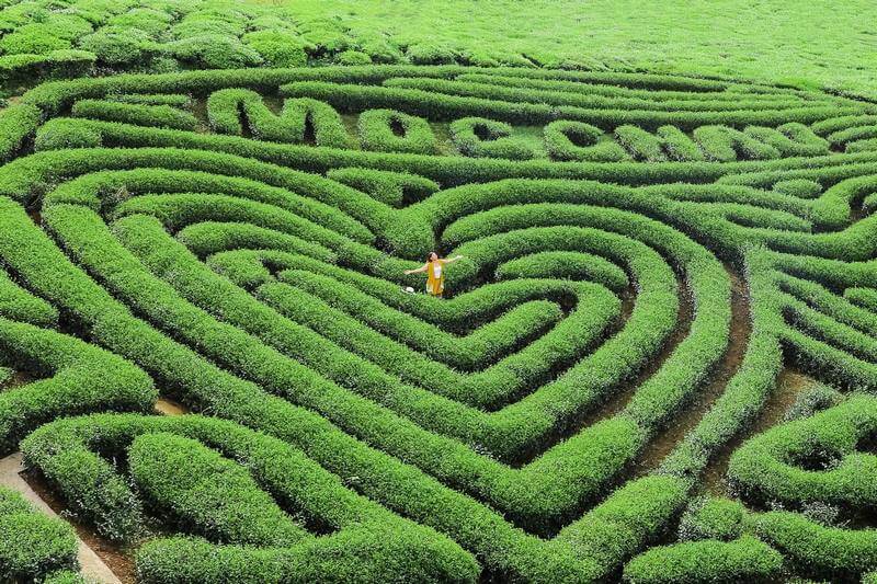 Đồi Chè Trái Tim