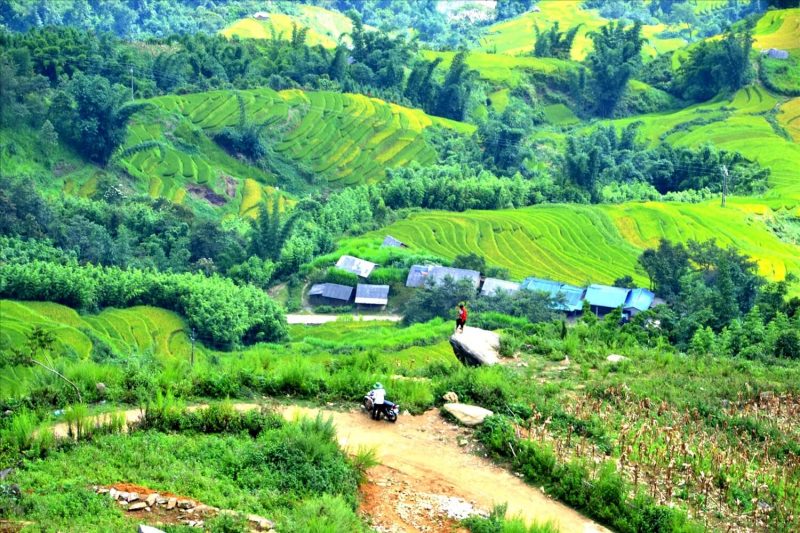 Ngải Thầu Thượng