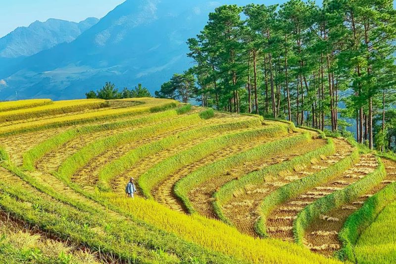 Vẻ Đẹp thiên Nhiên Tại Mù Cang chải
