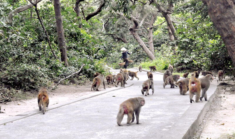 Đảo Rều (Đảo Khỉ)