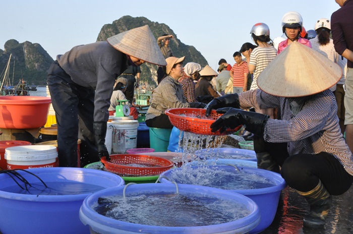 hải sản biển tươi mới