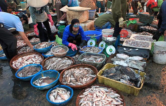 hải sản tương sống quan lạn