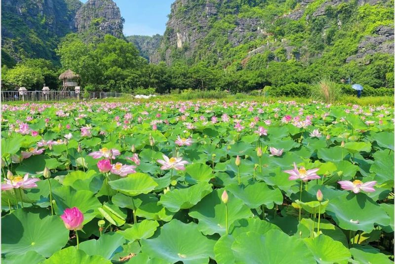 Đầm sen Hang Múa