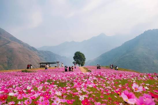 view cây cô đơn tà xùa