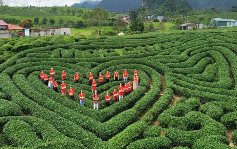 Đồi Chè Trái Tim Mộc Châu