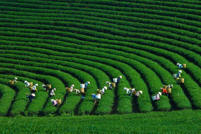 Đồi Chè Trái Tim Mộc Châu