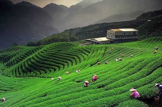 Đồi Chè Trái Tim Mộc Châu