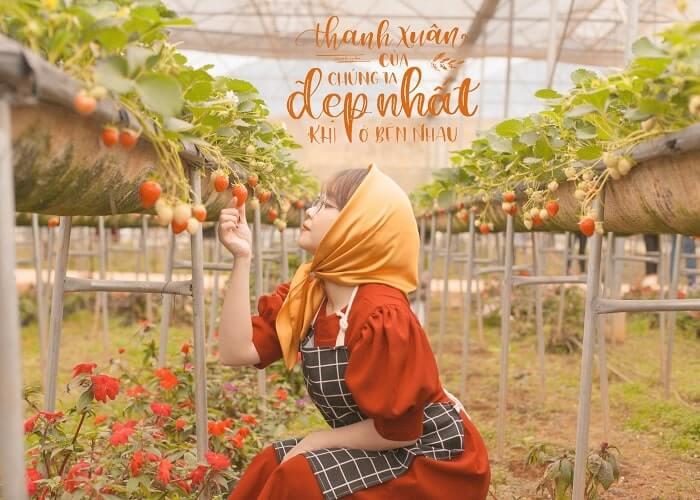 Vườn Dâu Tây