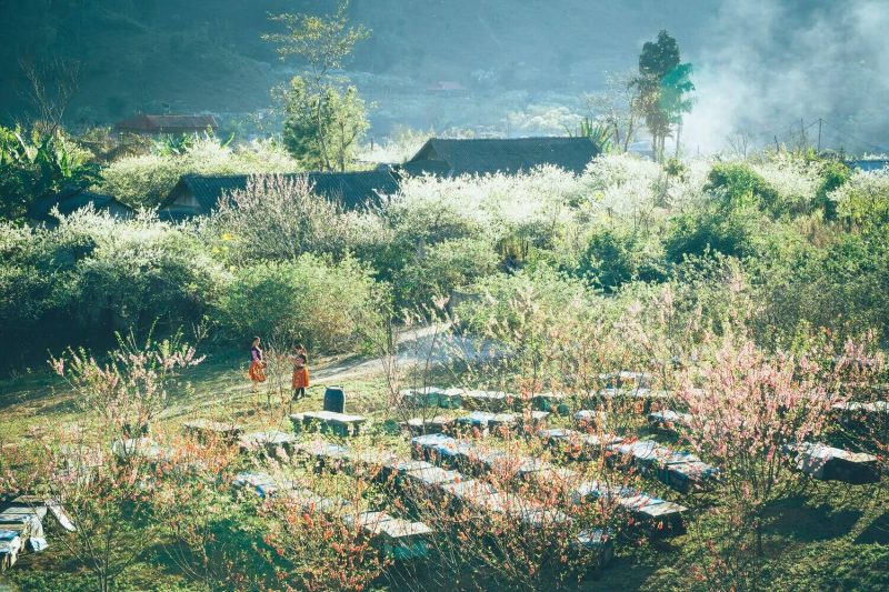 check in mùa hoa mộc châu