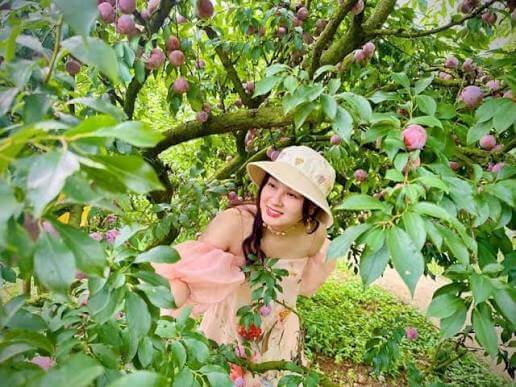 mùa mận mộc châu 