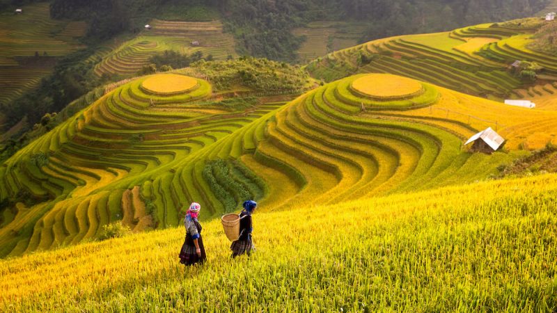 ruộng bậc thang sapa